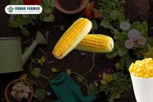 Read more about the article How to Grow Sweet Corn at Home in Your Terrace Garden