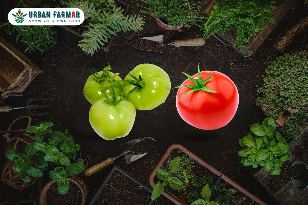 You are currently viewing How to Grow Tomatoes at Home: The Ultimate Guide