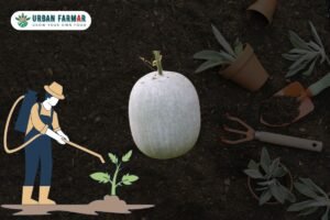 Read more about the article Challenges of Growing Ash Gourd at Home and How to Overcome Them