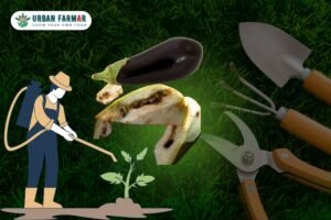 Read more about the article Challenges of Growing Brinjal (Eggplant) at Home and Solutions