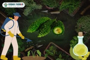 Read more about the article Challenges of Growing Bitter Gourd at Home and How to Overcome Them