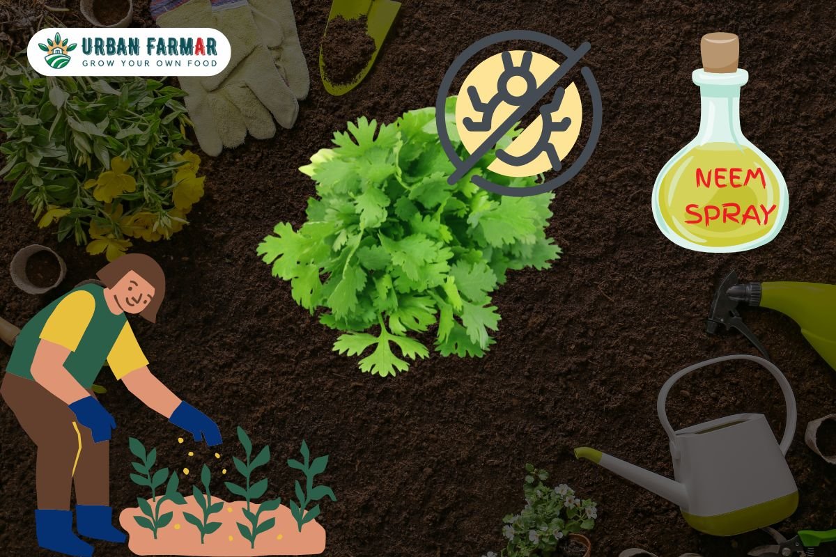 You are currently viewing Challenges of Growing Coriander (Dhaniya) at Home and How to Overcome Them