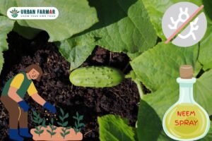 Read more about the article Challenges of Growing Cucumbers at Home and Solutions