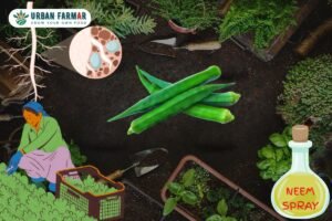Read more about the article Challenges of Growing Okra (Lady Finger) at Home and How to Overcome Them