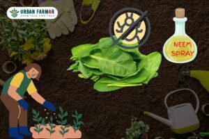 Read more about the article Challenges of Growing Spinach (Palak) at Home and Solutions