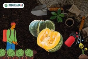Read more about the article Challenges of Growing Pumpkins at Home and Solutions
