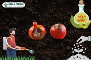 Read more about the article Challenges of Growing Tomatoes at Home and Solutions