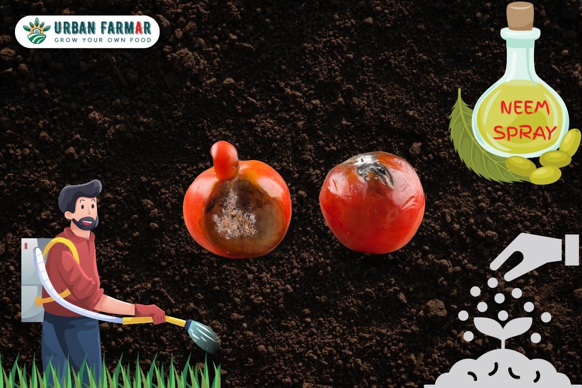 You are currently viewing Challenges of Growing Tomatoes at Home and Solutions