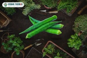 Read more about the article How to Grow Okra (Lady Finger) at Home for a Bountiful Harvest