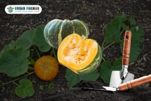Read more about the article How to Grow Pumpkins at Home: Tips for a Large Yield