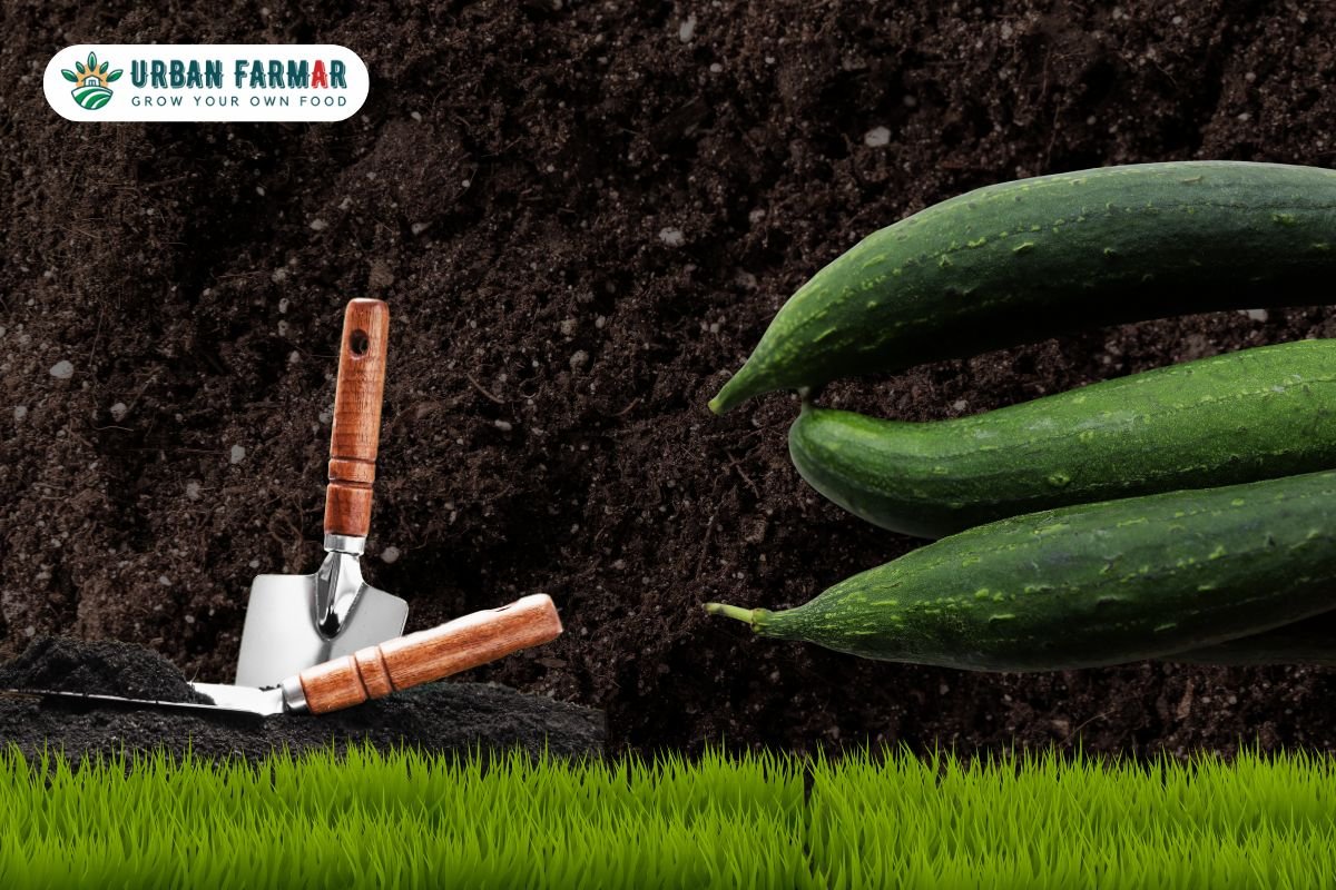 You are currently viewing How to Grow Ridge Gourd at Home: A Gardener’s Guide