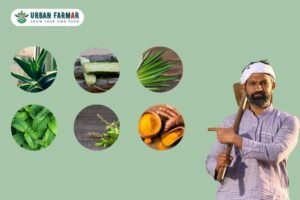 Read more about the article Top 10 Medicinal Plants to Grow in Your Indian Home Garden