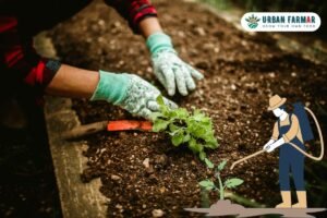 Read more about the article Organic Farming Practices for Urban Indian Gardens